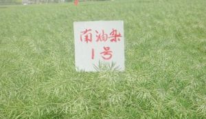 南油雜1號 南油雜1號