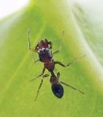 螞蟻蜘蛛 螞蟻蜘蛛