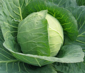 巨豐130天 巨豐130天