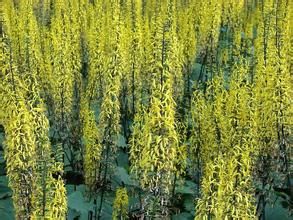 貢嘎嶺囊吾 貢嘎嶺囊吾