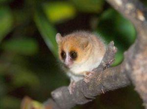 倭狐猴屬 倭狐猴屬