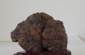 克魯克蕨屬 克魯克蕨屬