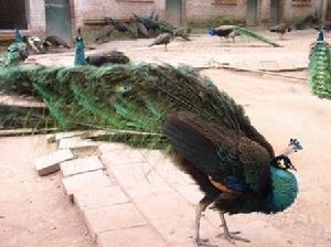 濰坊市人民公園