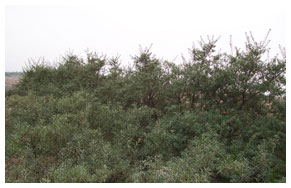 （圖）幸福家園——網植計畫