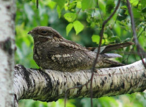 褐領夜鷹 褐領夜鷹