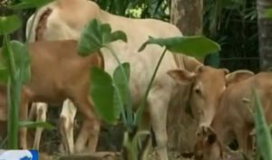 維丘奶牛 維丘奶牛