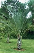 三角椰子櫚