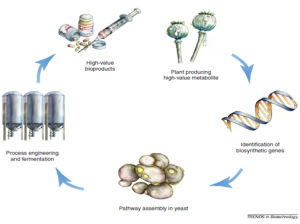 初級代謝產物 初級代謝產物