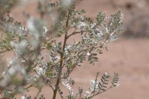 固沙植物 固沙植物