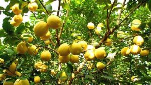 綠坤山四季採摘休閒度假莊園