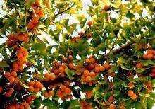 銀杏樹[銀杏科落葉喬木]