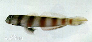 小笠原鈍塘鱧 小笠原鈍塘鱧