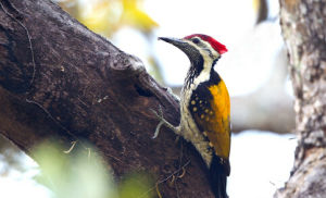黑腰啄木鳥 黑腰啄木鳥