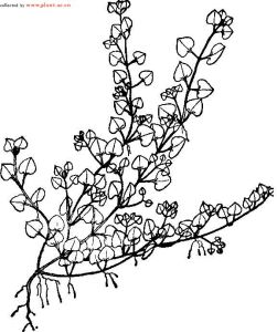 黑果薄柱草 黑果薄柱草