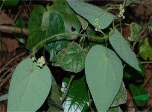 景東千金藤 景東千金藤