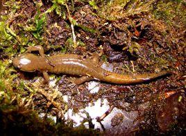 東北小鯢 東北小鯢