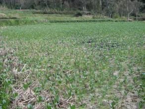 小豆沖村 小豆沖村