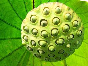 廣昌白蓮生產技藝與習俗 廣昌白蓮生產技藝與習俗