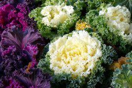 珊瑚菜花 珊瑚菜花