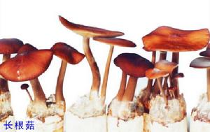 層菌綱 傘菌目 的菌類