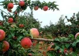 長青[湖南省衡陽市衡山縣長青鄉]