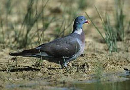 長尾山鳩 長尾山鳩