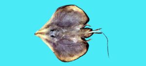 婆羅洲無鰭鰩 婆羅洲無鰭鰩