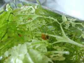 澳洲紅螺 澳洲紅螺