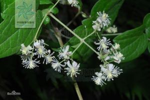 麗江鐵線蓮 麗江鐵線蓮