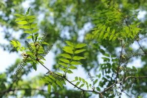 皂莢樹 皂莢樹