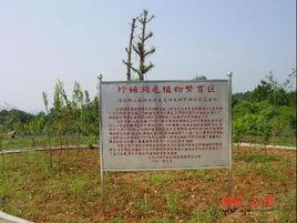 三峽植物園 三峽植物園