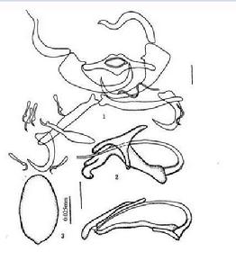 南方胡鯰蟲 南方胡鯰蟲