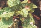 藥用植物薄荷霜霉病