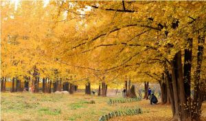 上海千年古銀杏園