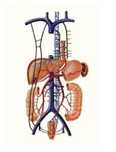 肝門靜脈 肝門靜脈