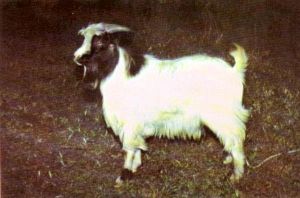 昭通山羊 昭通山羊