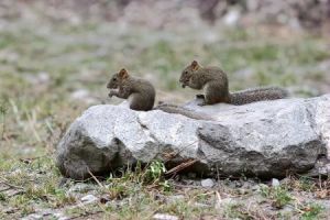 珀氏長吻松鼠福建亞種