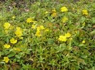 大葉油草 大葉油草