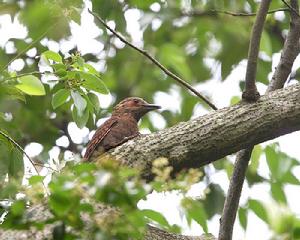 （圖）栗啄木鳥