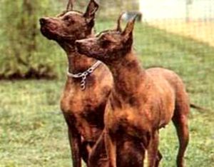 墨西哥禿耳犬 墨西哥禿耳犬