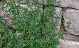 水棘針屬 水棘針屬