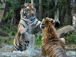 東北虎及遠東豹 東北虎及遠東豹