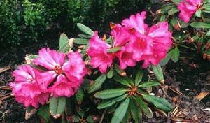 紫背杜鵑 紫背杜鵑