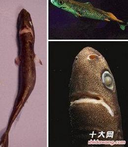 硬棘小鯊 硬棘小鯊