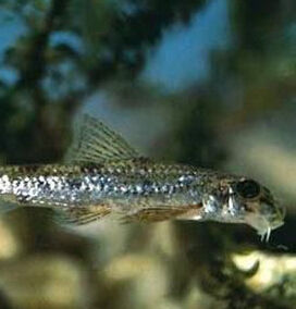 福建小鰾鮈 福建小鰾鮈