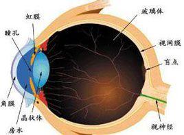 瞼結膜淚阜區灰黑色腫物 瞼結膜淚阜區灰黑色腫物