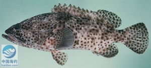 眼斑擬鱸 眼斑擬鱸