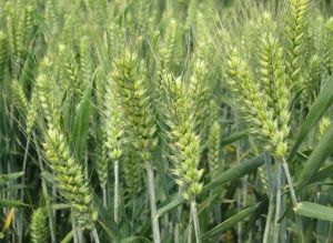 綿農6號 綿農6號