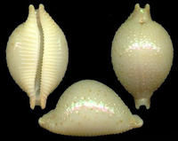 雞豆疹貝 雞豆疹貝