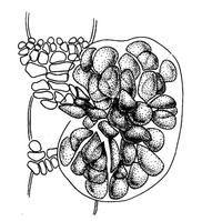 泰氏仙菜 泰氏仙菜